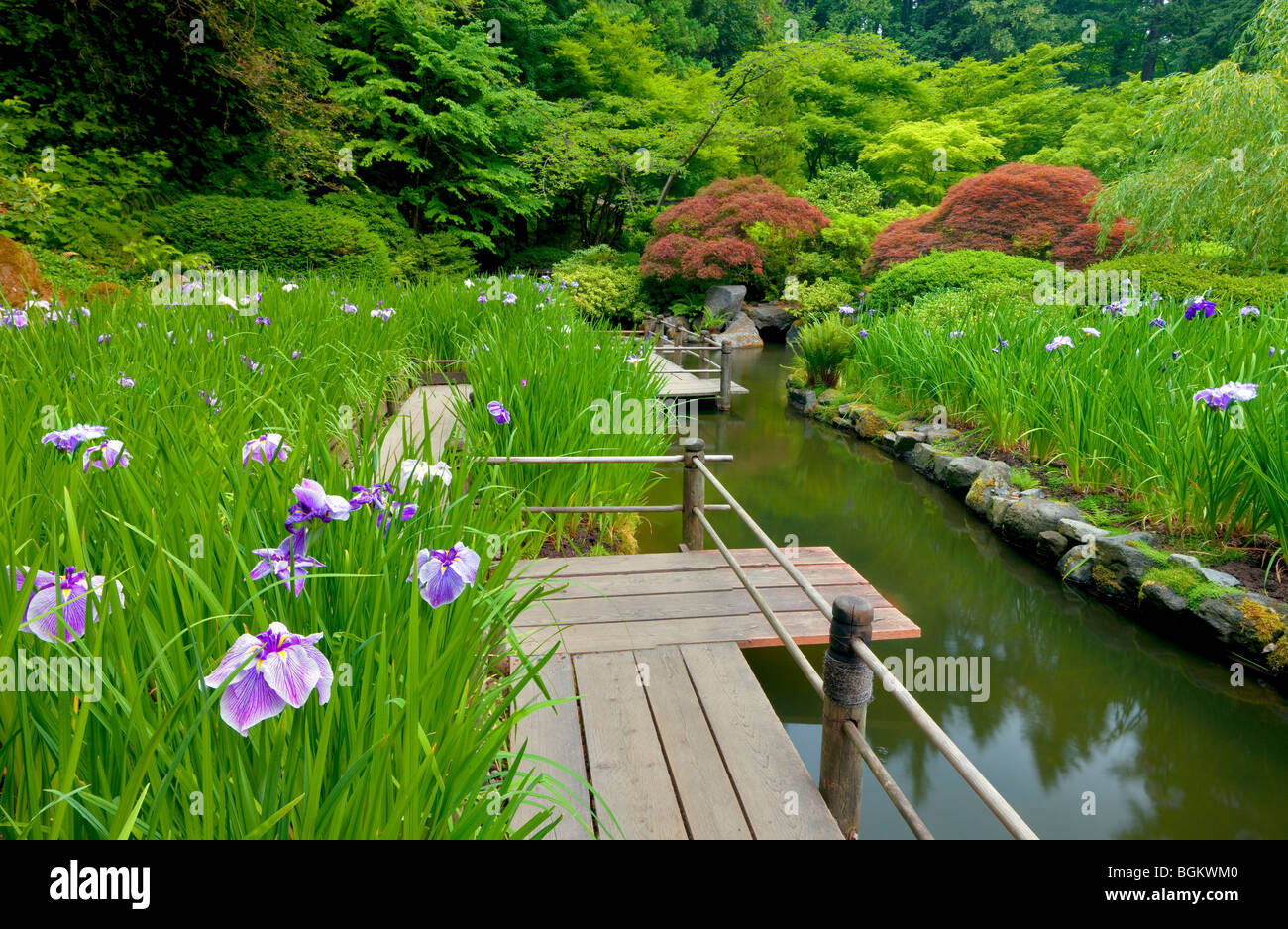 Iris e la passerella. Portland Giardini Giapponesi. Oregon Foto Stock