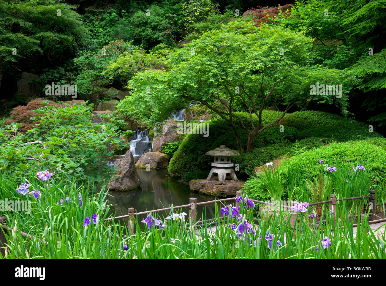 Iris e la passerella. Portland Giardini Giapponesi. Oregon Foto Stock
