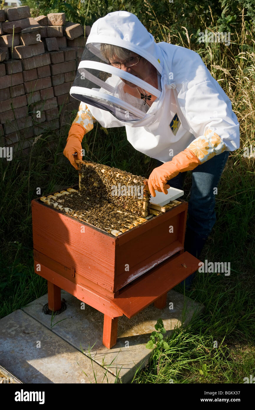 Apicoltore femminile conducendo health check su colonia di api Foto Stock