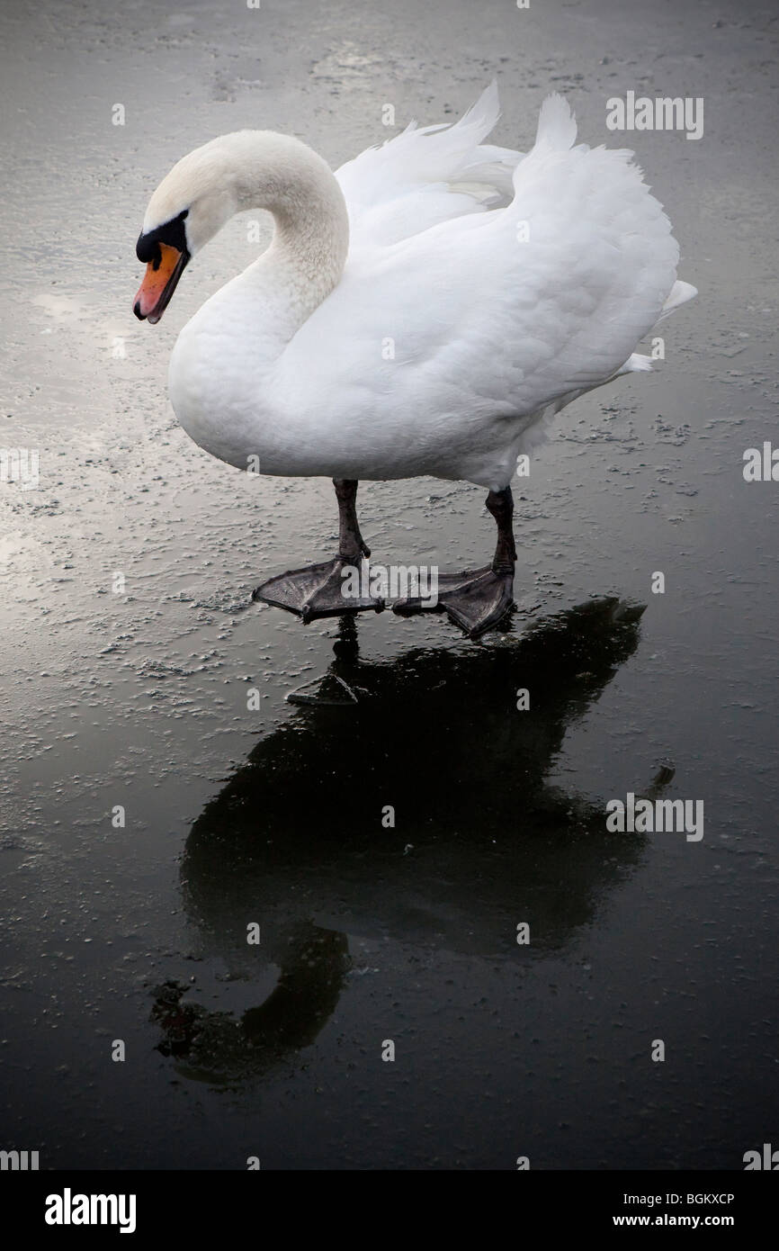 Swan camminare su un ghiaccio stagno coperto in inverno Foto Stock
