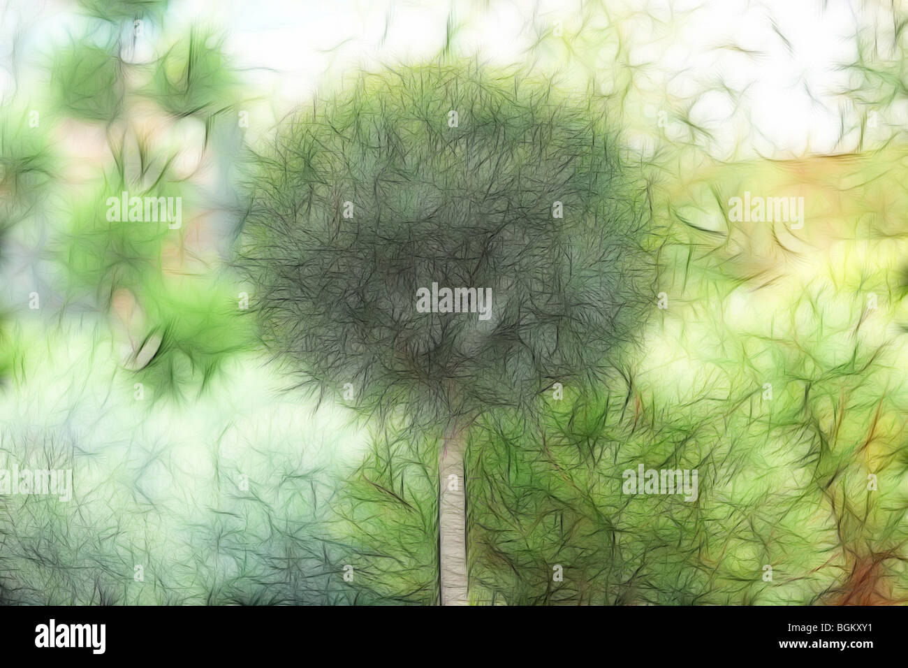 Illustrazione della foto: Topiaria da albero in un giardino murato Foto Stock