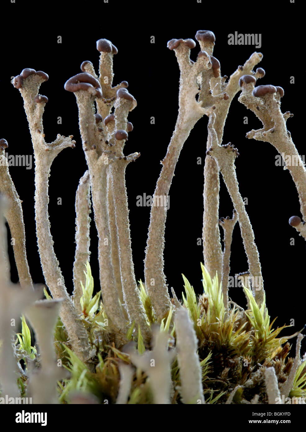 Fruticose lichen, Cladonia sp., crescente tra i muschi. Foto Stock