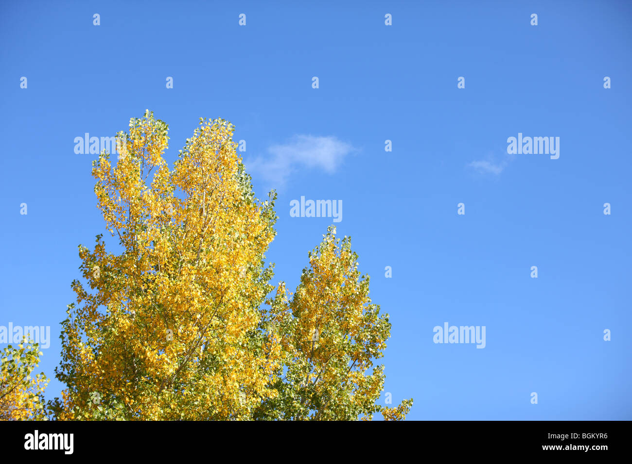 Caduta albero con il blu del cielo Foto Stock