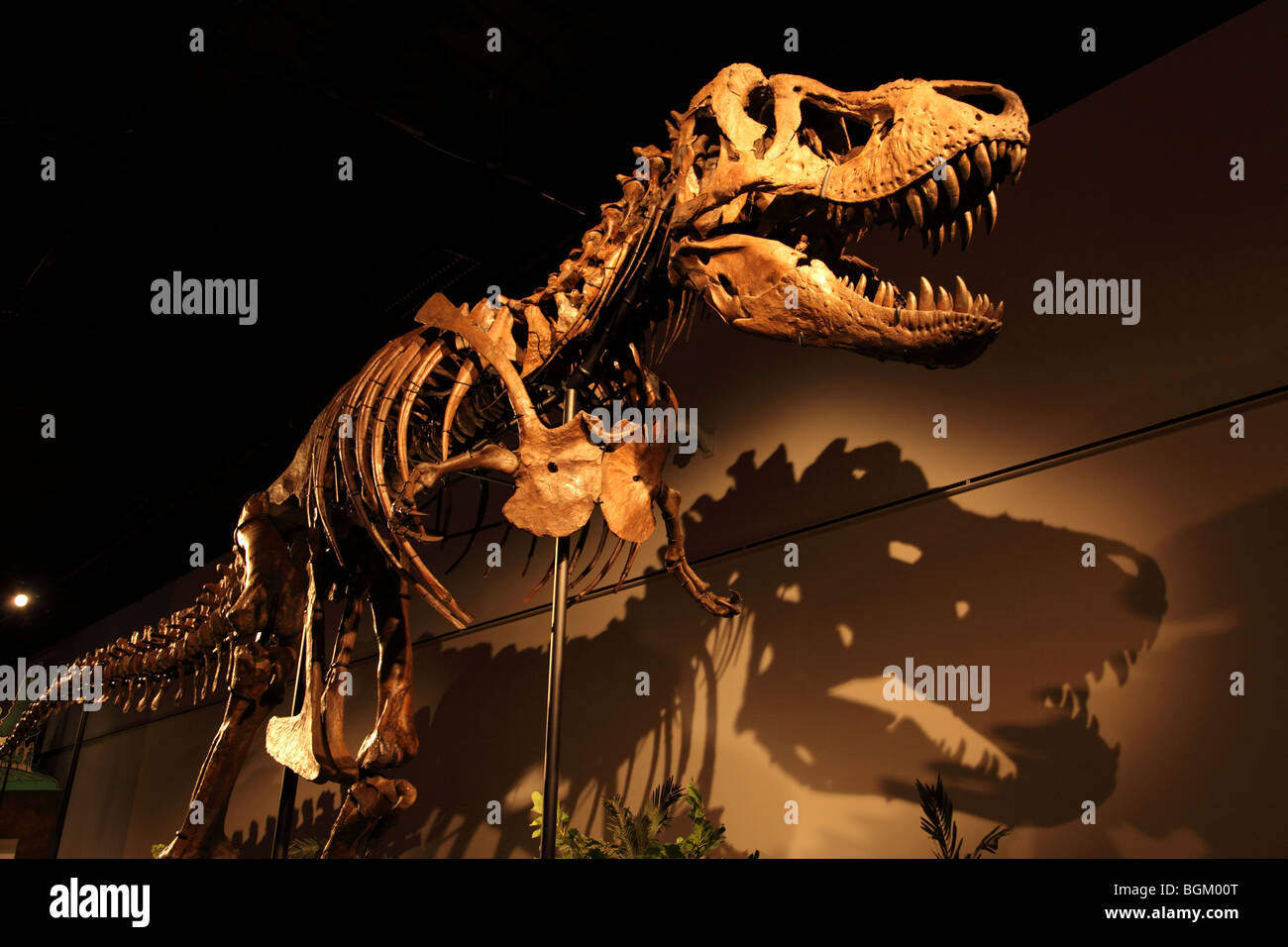 Tyrannosaurus Rex Skeleton Sansone sul display in corrispondenza OMSI a Portland, Oregon Foto Stock