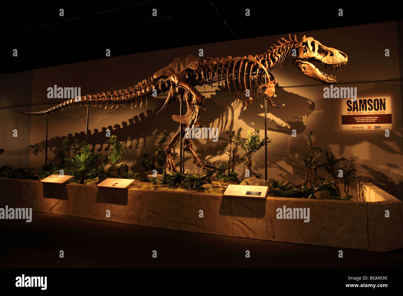 Tyrannosaurus Rex Skeleton Sansone sul display in corrispondenza OMSI a Portland, Oregon Foto Stock