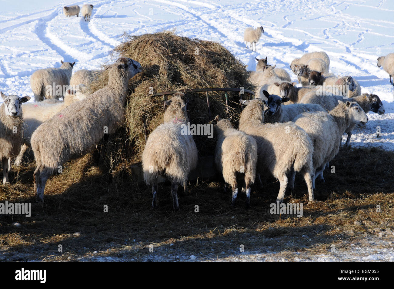 Le pecore vengono nutriti con fieno in inverno, impossibile accedere a erba nel loro campo a causa di neve profonda. Foto Stock