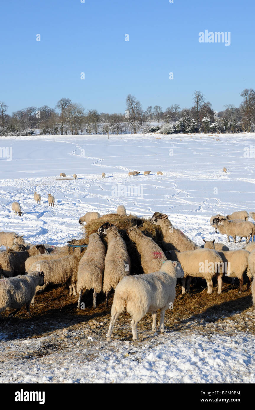 Le pecore vengono nutriti con fieno in inverno, impossibile accedere a erba nel loro campo a causa di neve profonda. Foto Stock