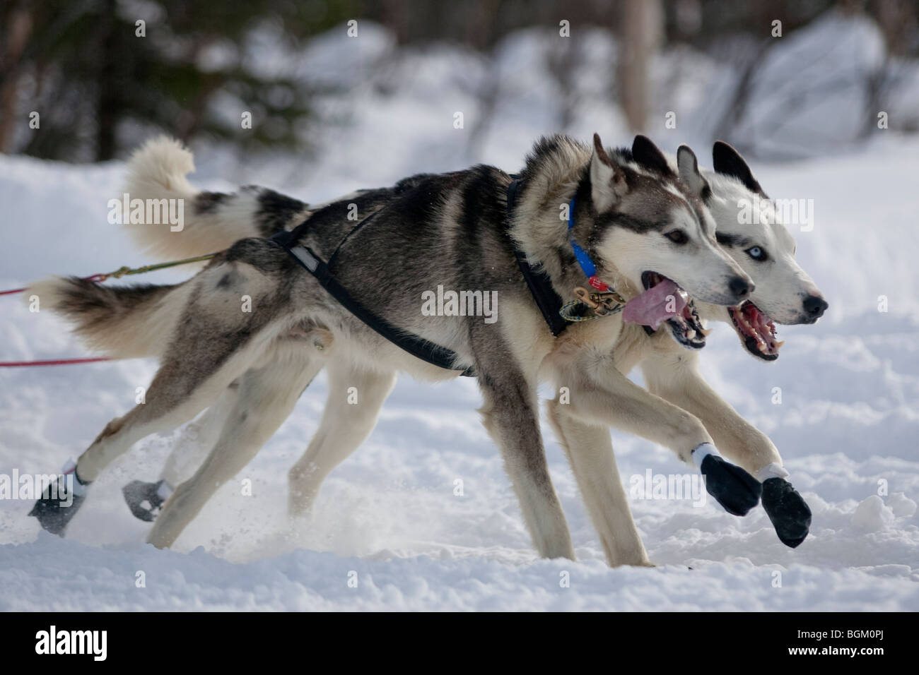 Alaska, Willow. Sentiero Iditarod Sled Dog Race 2009 Gazzetta re-start. Mushers sul lungo lago. Foto Stock