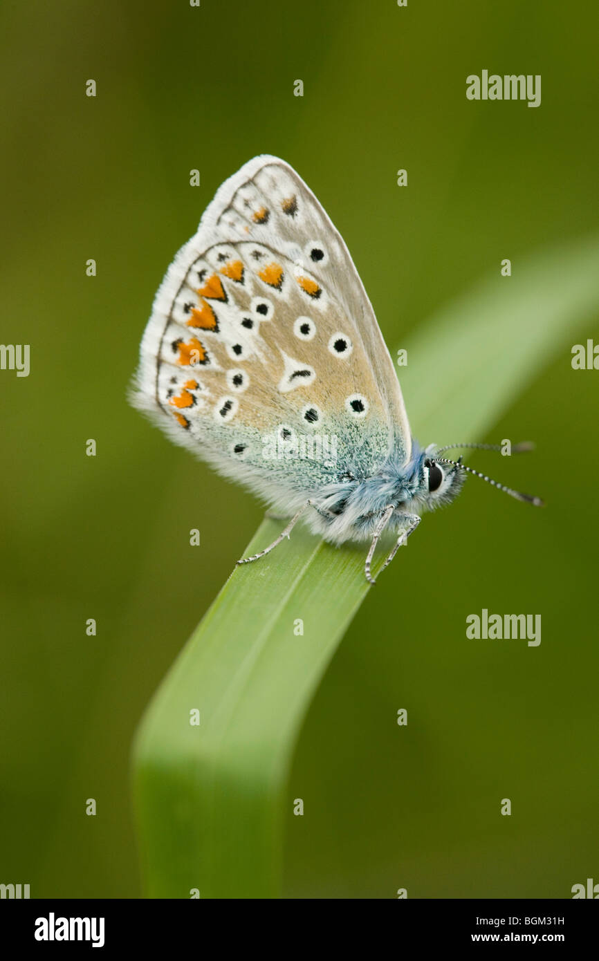 Comune di Blue Butterfly appoggiata su una foglia di reed Foto Stock