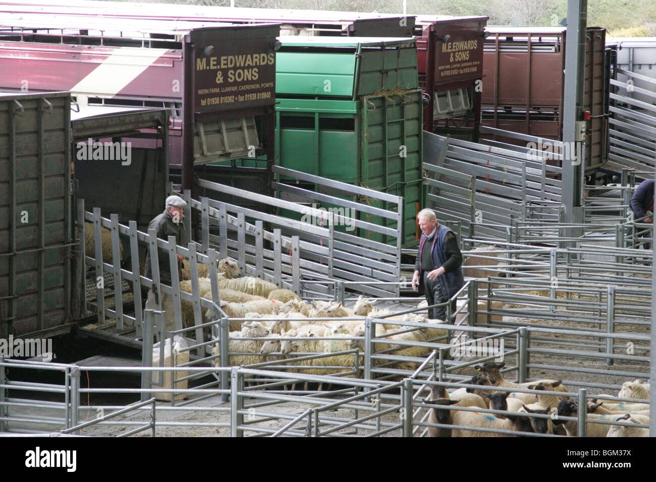 Ovini di essere caricato su un camion Ashford Mercato del Bestiame nel Kent Foto Stock