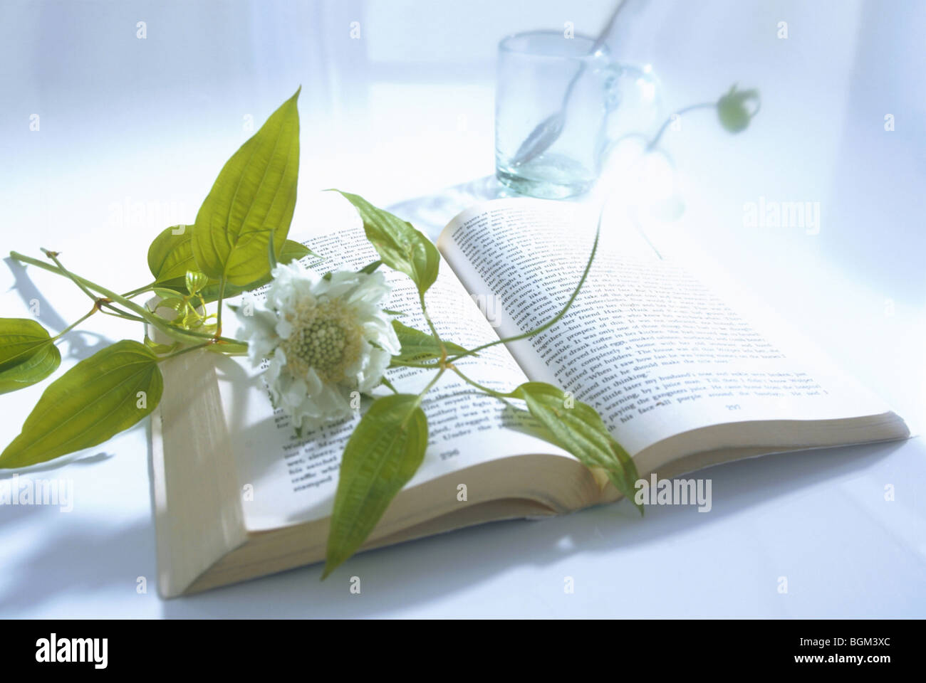 Fiore bianco sul libro aperto Foto Stock