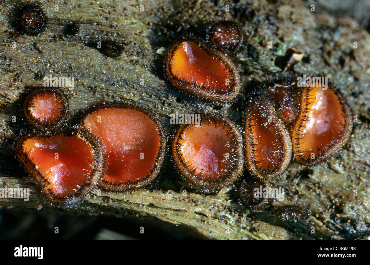Coppa di ciglia / Molly eye-vimini / scarlet elf / tappo a fungo di ciglia / ciglia coppa pixie (Scutellinia scutellata) sul ramo Foto Stock