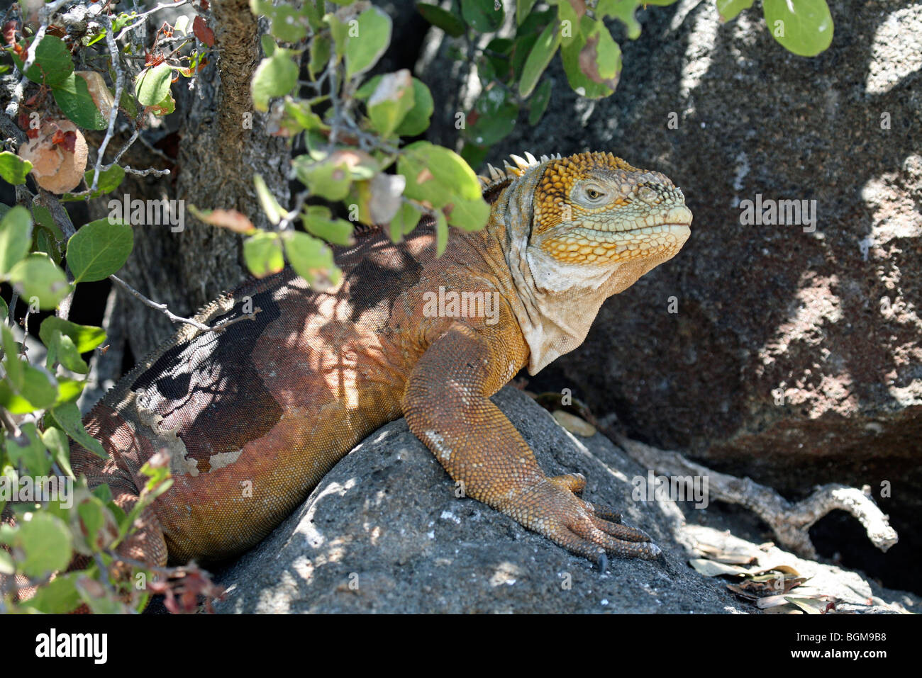 Terra Galapagos iguana ritratto (Conolophus subcristatus), North Seymour Island Isole Galapagos, Ecuador, America Latina Foto Stock