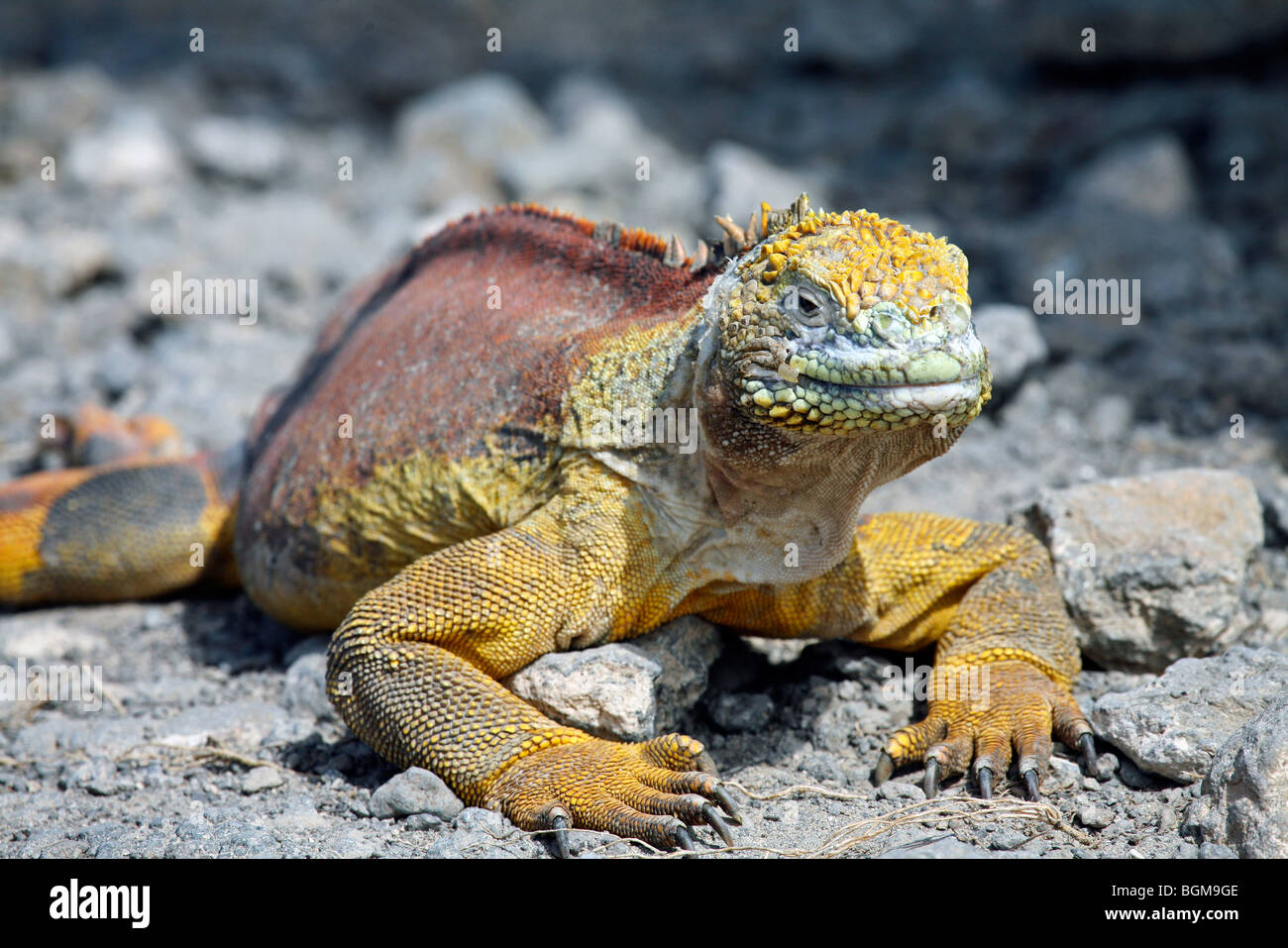 Terra Galapagos iguana (Conolophus subcristatus), Plazas sur island, Isole Galapagos, Ecuador, America Latina Foto Stock