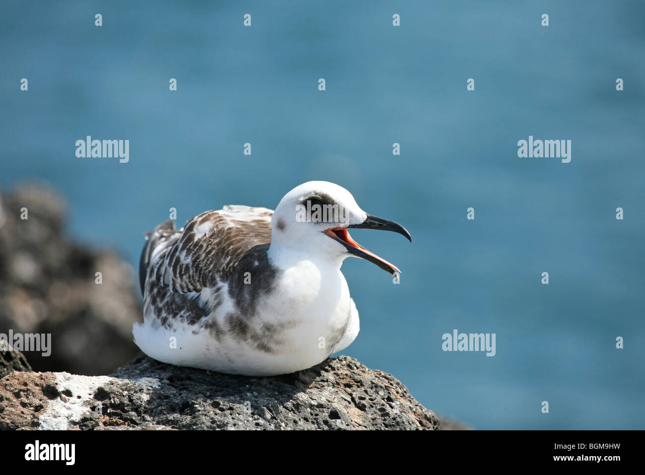 Swallow-tailed gull (Creagrus furcatus / Larus furcatus) capretti chiamando dal rock, Plazas sur island, Isole Galapagos Foto Stock