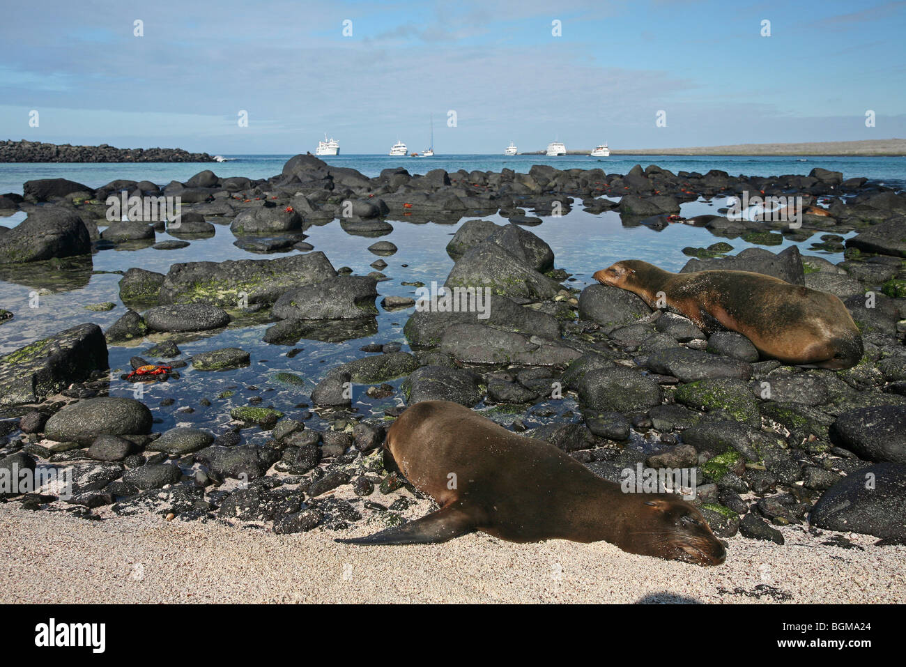 Le Galapagos leoni di mare / Galápagos leoni di mare (Zalophus wollebaeki) sulla spiaggia, all'Isola Espanola, Isole Galapagos, Ecuador Foto Stock