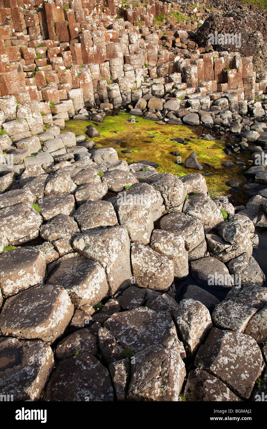 Piscina stagnante al Giant's Causeway Antrim Irlanda del Nord un fenomeno naturale e un sito del patrimonio mondiale. Foto Stock