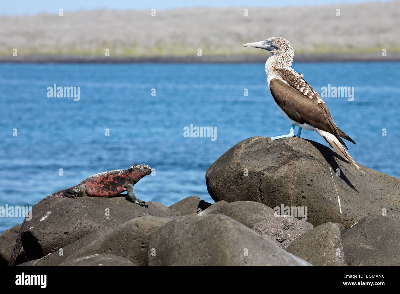 Iguana marina (Amblyrhynchus cristatus) e Blu-footed booby (Sula nebouxii excisa), all'Isola Espanola, Isole Galapagos Foto Stock