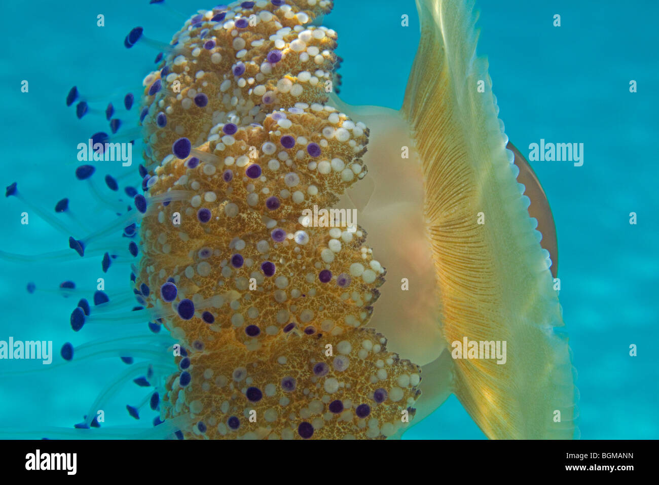 Cotylorhiza tuberculata medusa Foto Stock