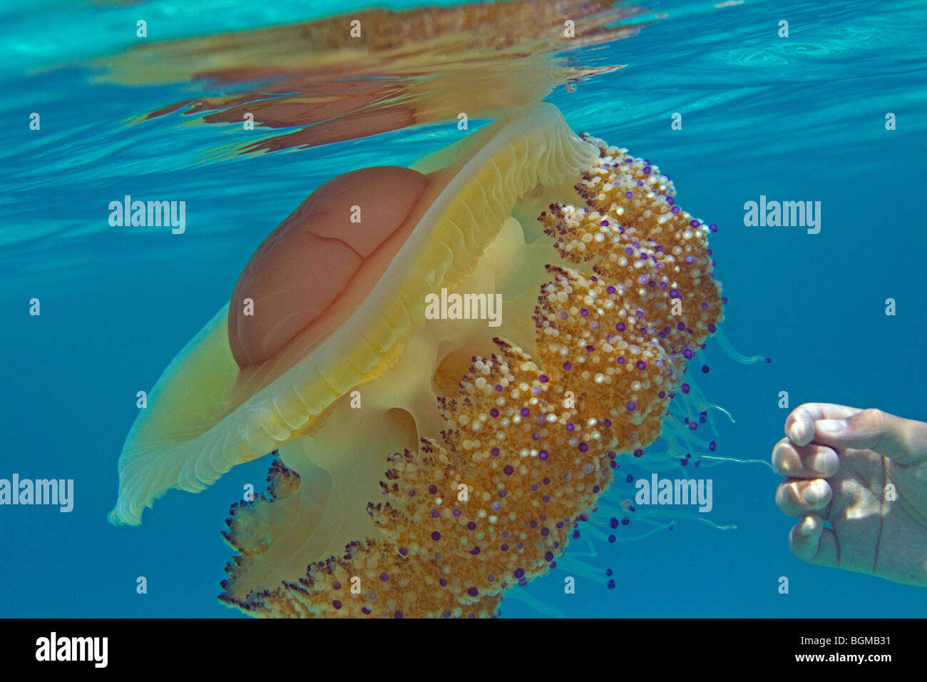 Cotylorhiza tuberculata medusa Foto Stock
