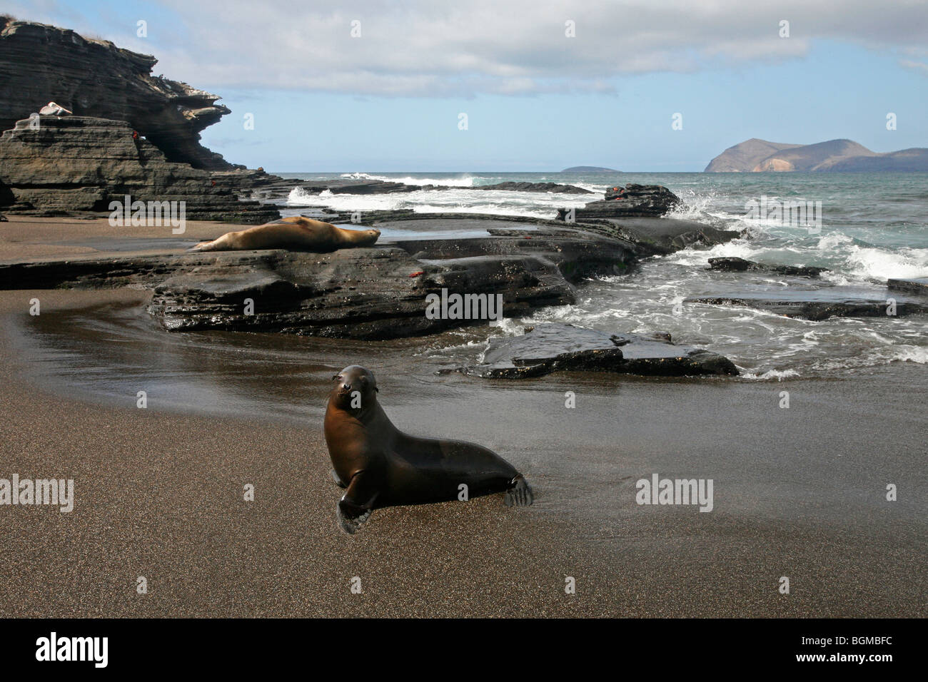 Le Galapagos leoni di mare / Galápagos leoni di mare (Zalophus wollebaeki) sulla spiaggia di Puerto Egas sull isola di Santiago / Isola di San Salvador Foto Stock
