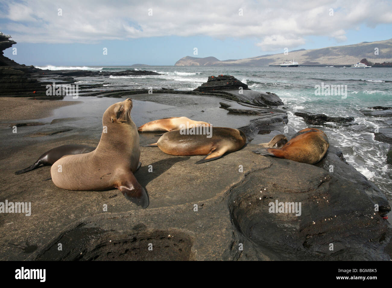 Le Galapagos leoni di mare / Galápagos leoni di mare (Zalophus wollebaeki) sulla spiaggia di Puerto Egas sull isola di Santiago / Isola di San Salvador Foto Stock