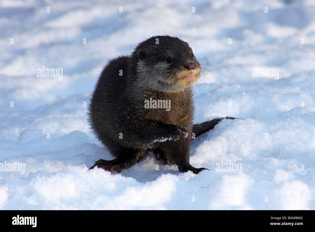 Oriental piccoli artigli Otter Cub Aonyx cinerea in Snow prese a Martin mera WWT, LANCASHIRE REGNO UNITO Foto Stock