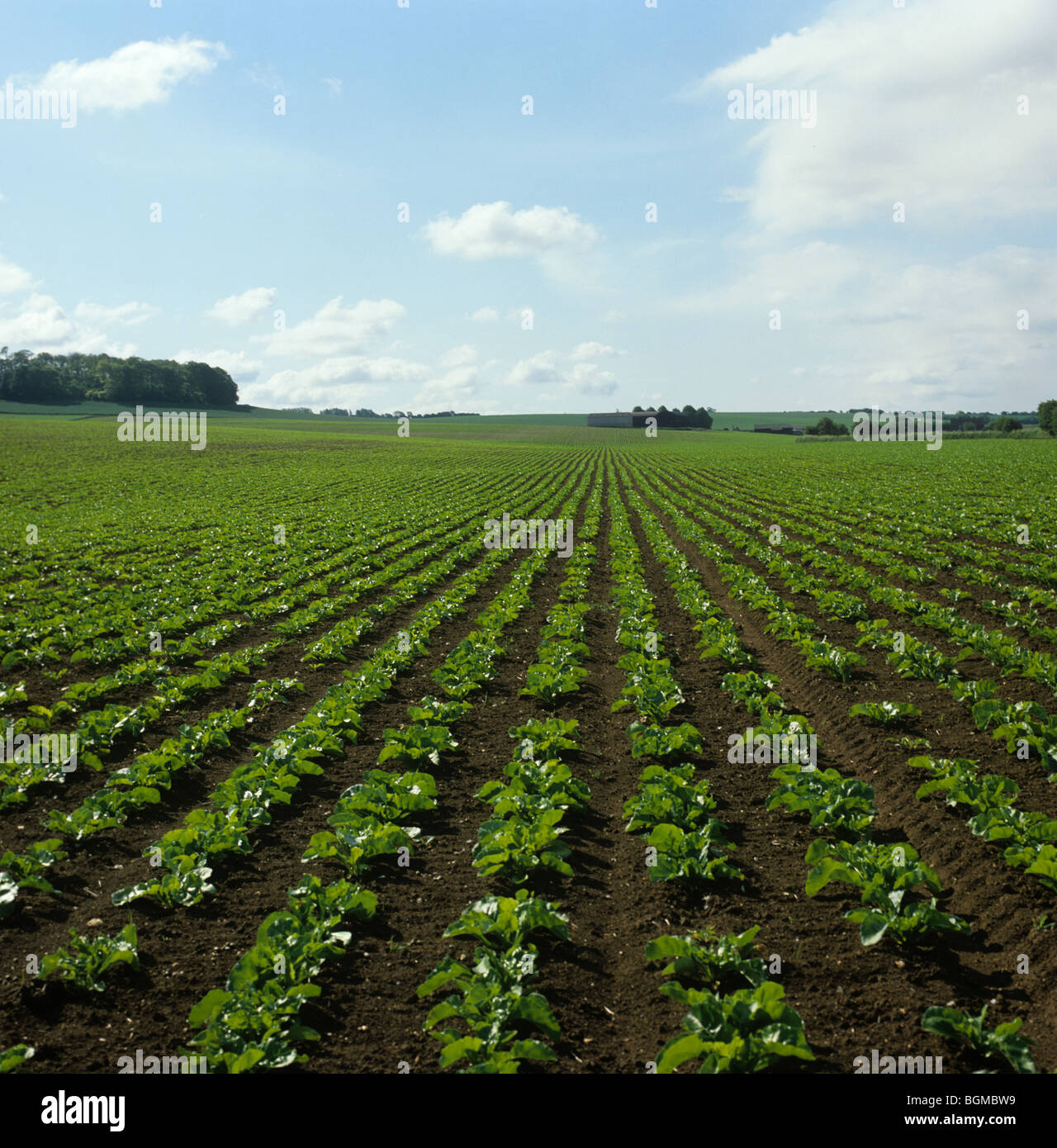 Giovani di barbabietole da zucchero di raccolto sul grande campo di livello su un bel giorno di estate Foto Stock