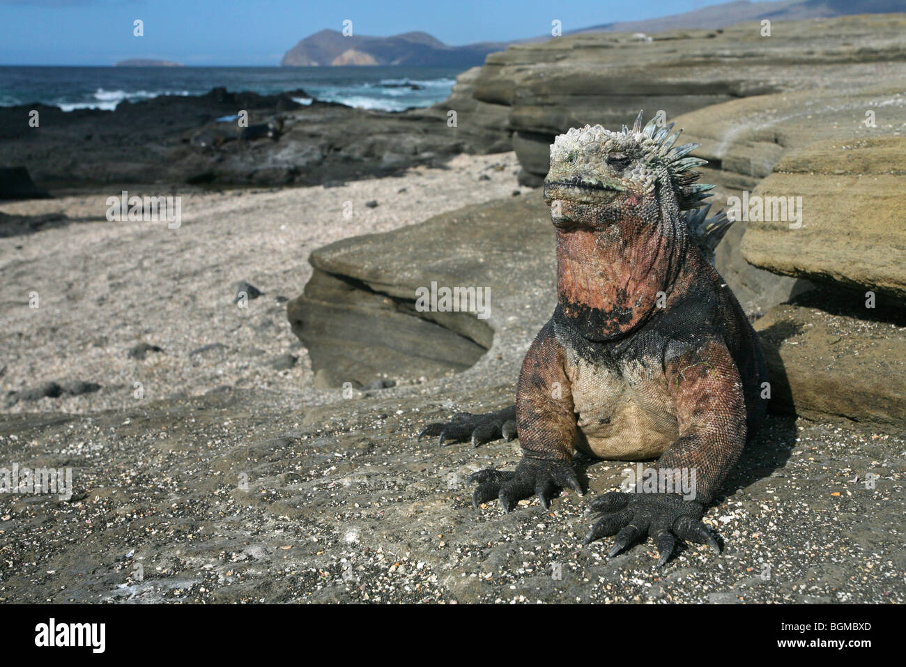 Iguana marina (Amblyrhynchus cristatus), Puerto Egas sull isola di Santiago / Isola di San Salvador, Isole Galapagos, Ecuador Foto Stock
