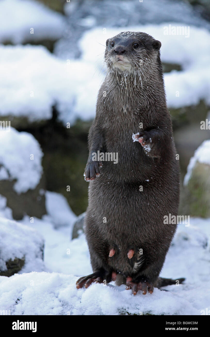 Femmina piccolo orientale-artigliato Otter Aonyx cinerea 'Thai' nella neve prese a Martin mera WWT, LANCASHIRE REGNO UNITO Foto Stock