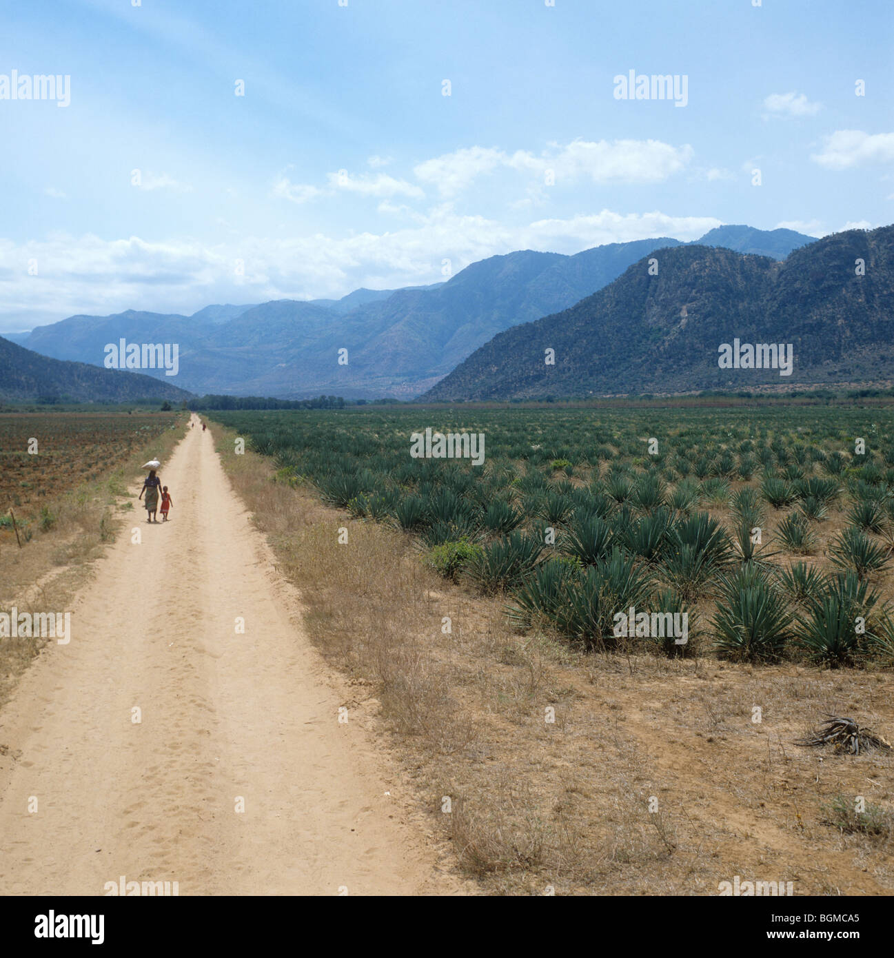 Vista del giovane estesa piantagione di sisal con gente che cammina sulla strada della polvere, Tanzania Foto Stock