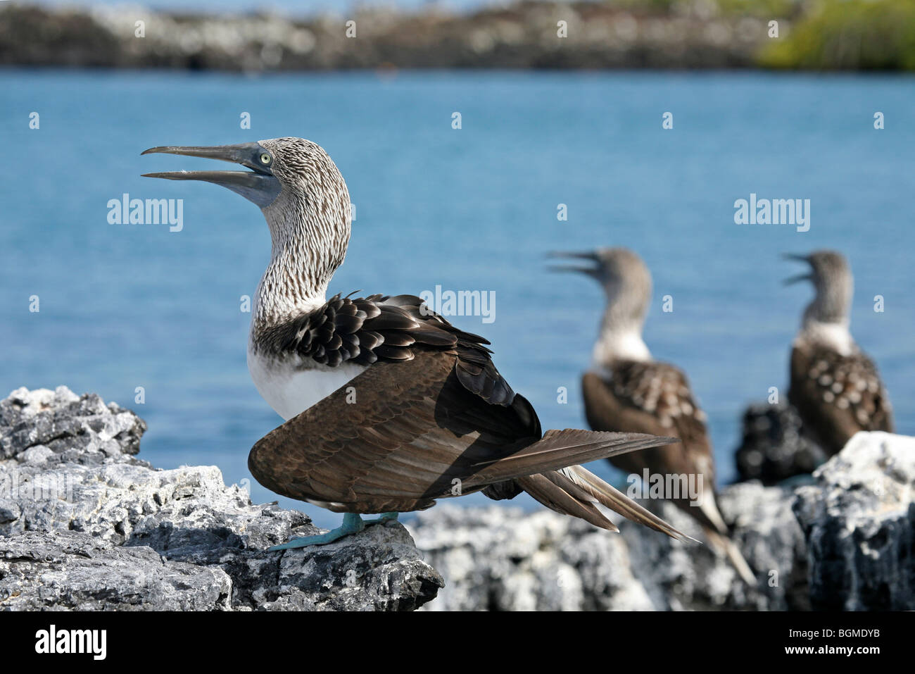 Blu-footed boobies (Sula nebouxii excisa) appollaiato sulla roccia lungo la costa di Isabela Island Isole Galapagos, Ecuador Foto Stock