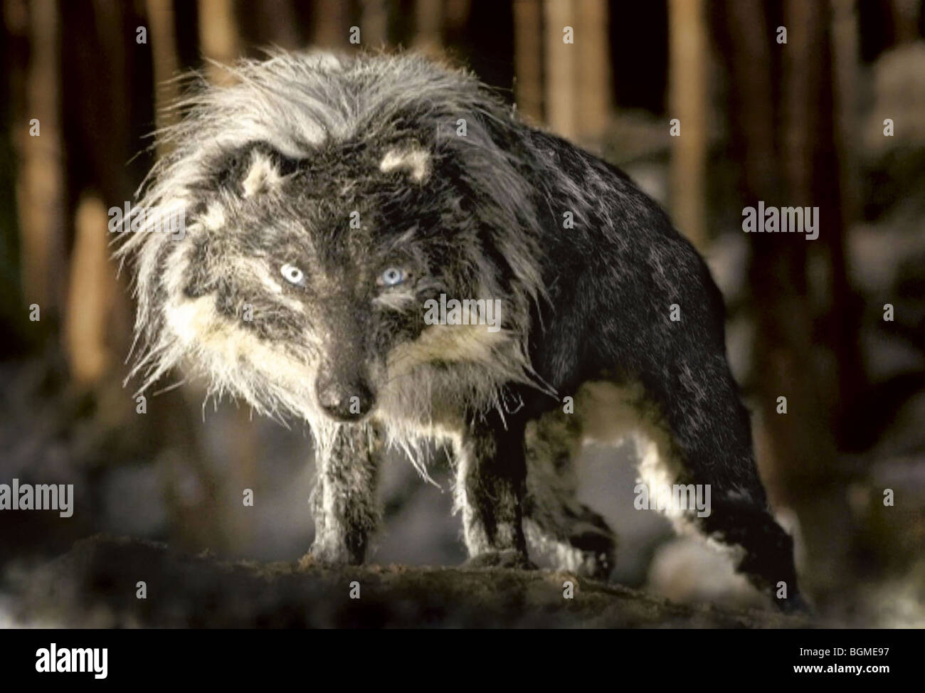 Pierino e il lupo Année : 2006 Direttore : Suzie Templeton animazione Foto Stock