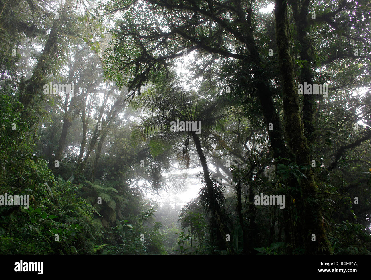 Monteverde foresta di pioggia in Costa Rica Foto Stock