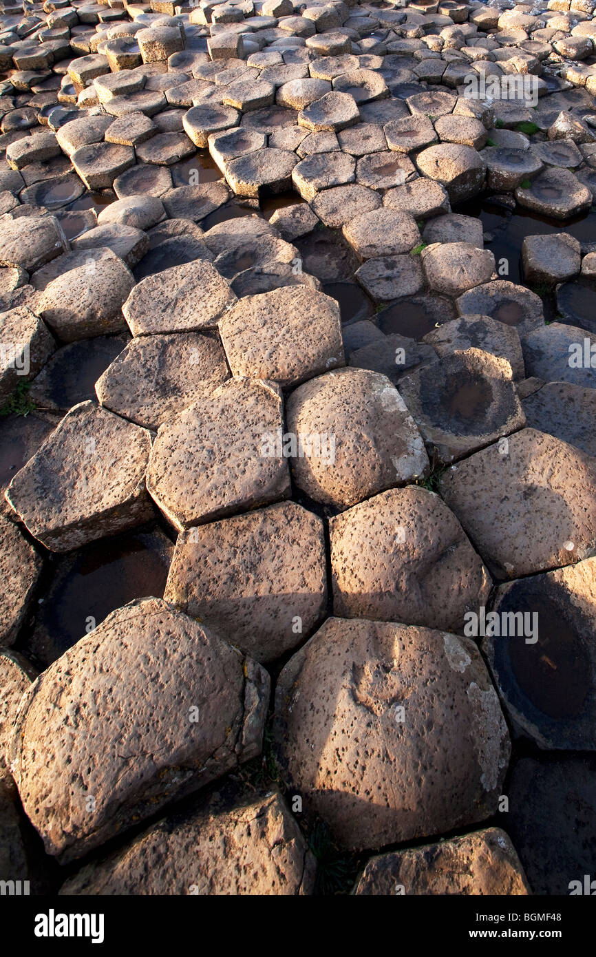 Fasi di roccia vulcanica al Giant's Causeway Antrim Irlanda del Nord un fenomeno naturale e un sito del patrimonio mondiale. Foto Stock