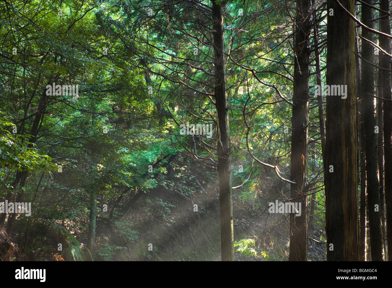 La luce del sole splende in una foresta. Otsu nella prefettura di Shiga Giappone Foto Stock