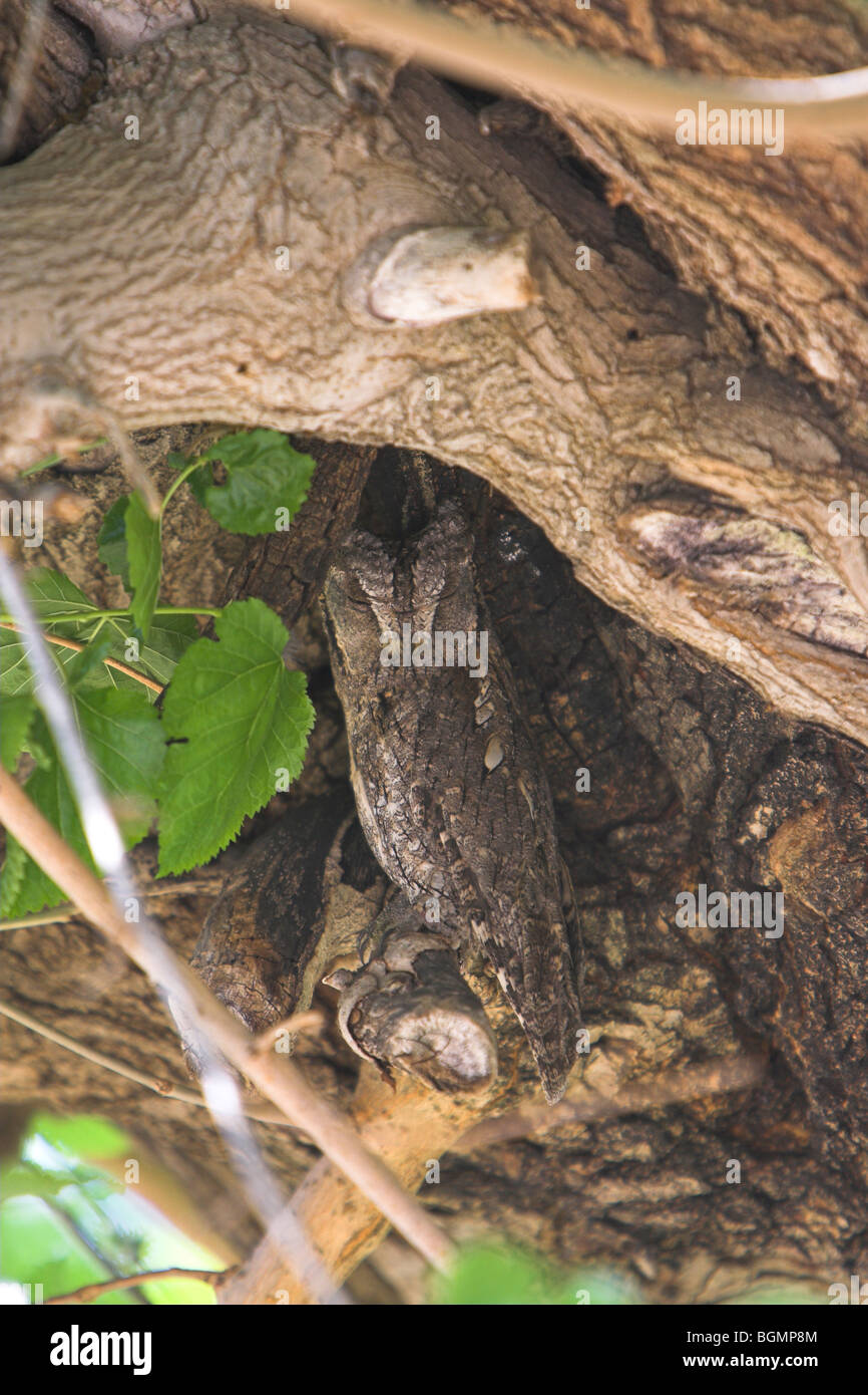 Eurasian Assiolo Otus scops sono ' appollaiati nella struttura ad albero Kalloni, Lesbo, Grecia in maggio. Foto Stock