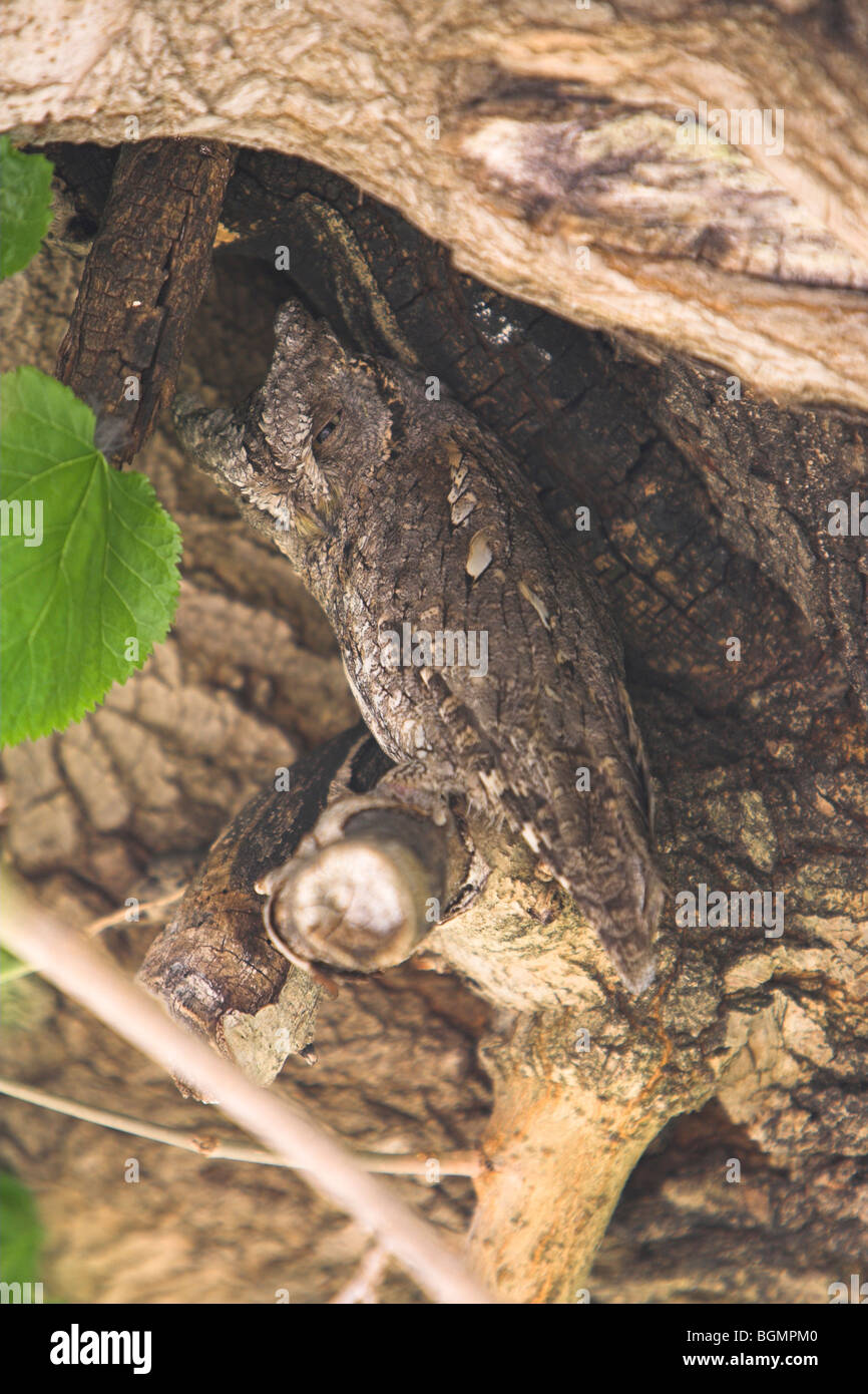 Eurasian Assiolo Otus scops sono ' appollaiati nella struttura ad albero Kalloni, Lesbo, Grecia in maggio. Foto Stock