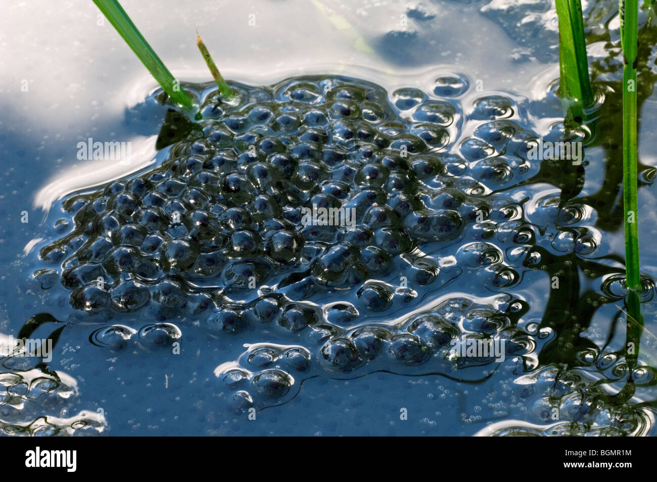 Frogspawn contenenti embrioni di comune europeo rana marrone (Rana temporaria) in stagno Foto Stock