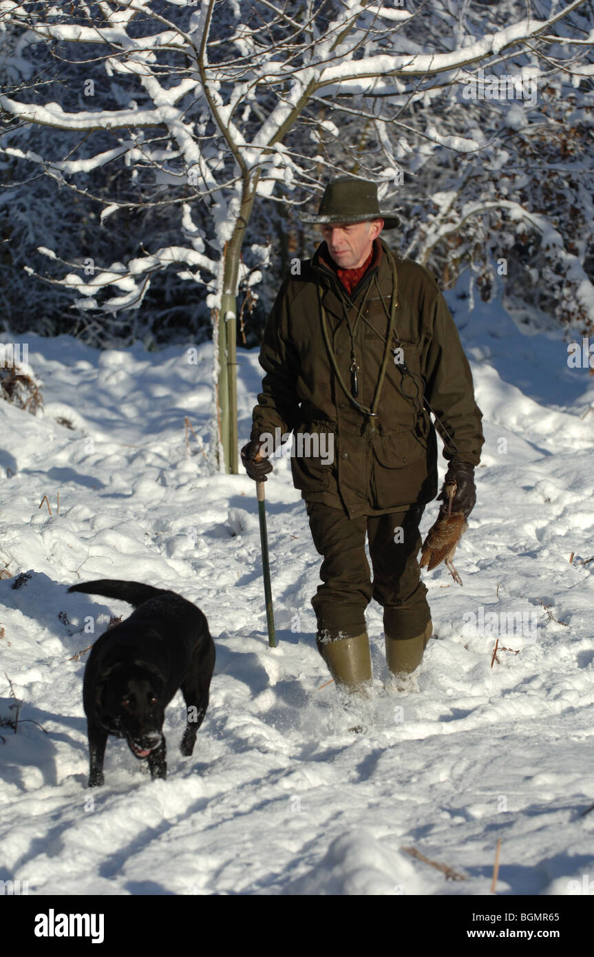 Riprese di fagiani guidato nella neve Norfolk Inghilterra Foto Stock