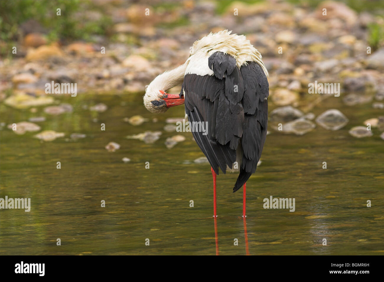 Cicogna bianca Ciconia ciconia appollaiato sul ramo a Kalloni West River, Lesbo, Grecia nel mese di aprile Foto Stock