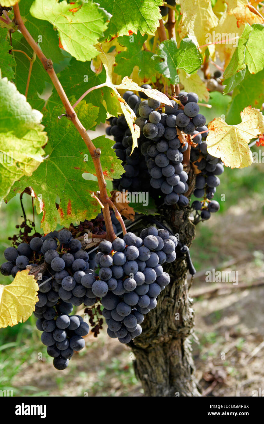 Mature di uve da vino nella vigna vigneto di Bordeaux città St Emilion Aquitaine Francia Foto Stock