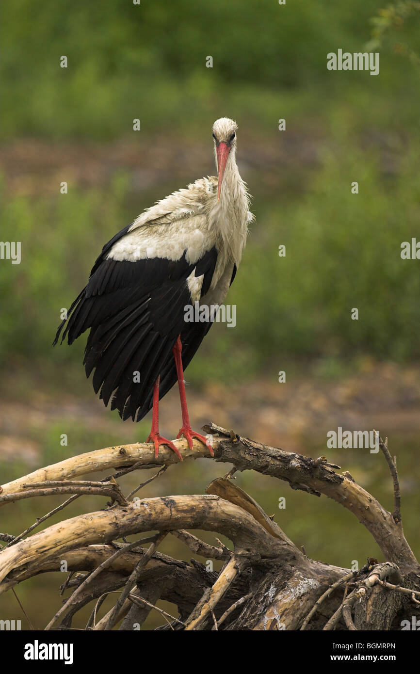 Cicogna bianca Ciconia ciconia appollaiato sul ramo a Kalloni West River, Lesbo, Grecia nel mese di aprile Foto Stock