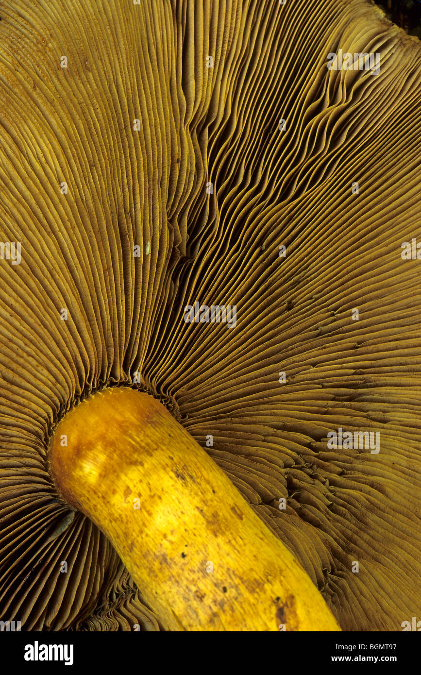 La parte inferiore del cappello di un fungo che mostra le branchie /  Lamelle Foto stock - Alamy