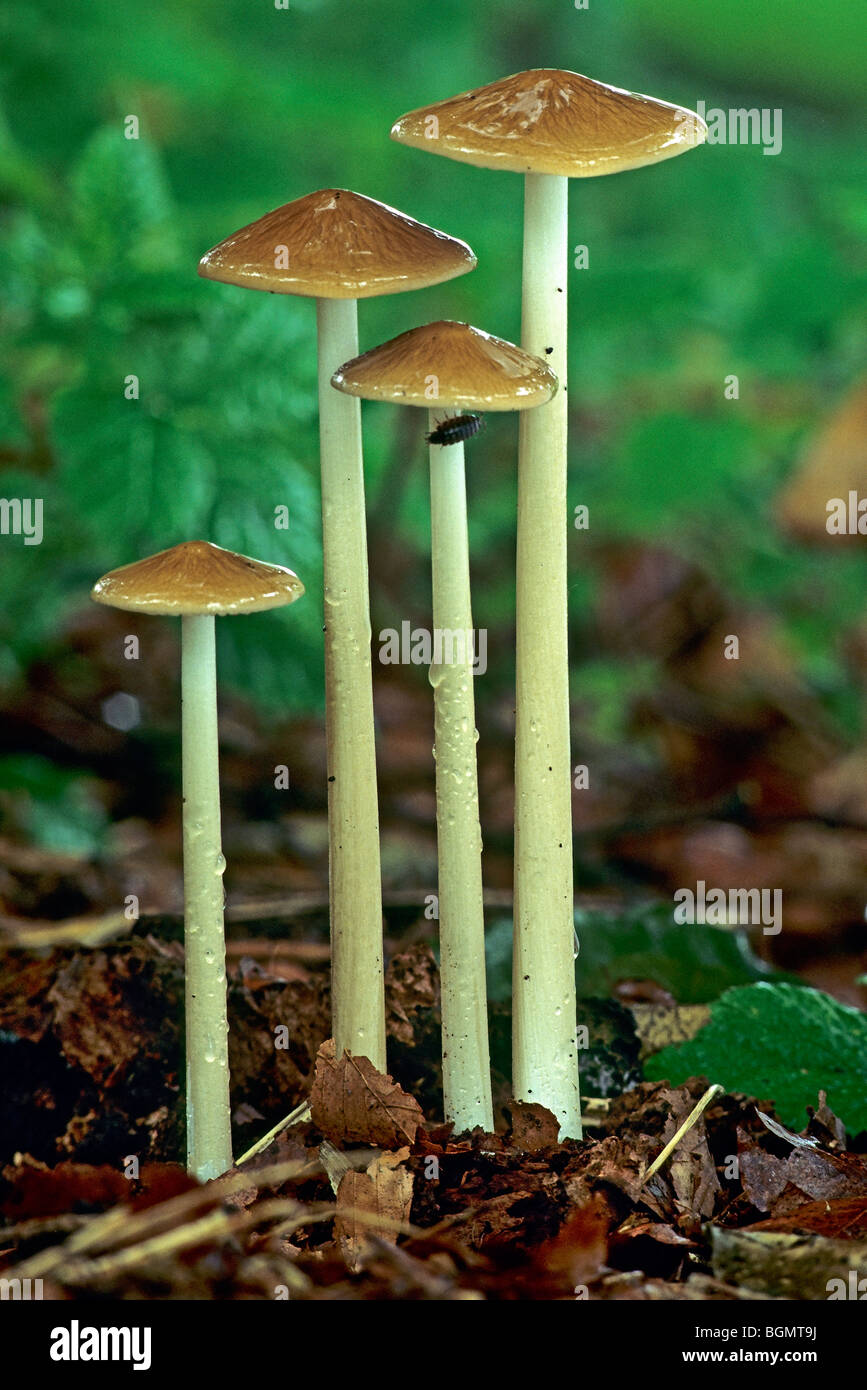 Radice profonda fungo / radicamento gambo (Xerula radicata / Oudemansiella radicata) Foto Stock