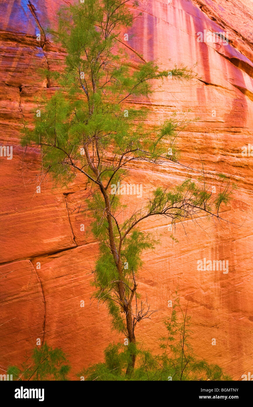 Struttura ad albero e parete Slickrock, Harris Wash, Grand Staircase-Escalante monumento nazionale, Utah, Stati Uniti d'America Foto Stock