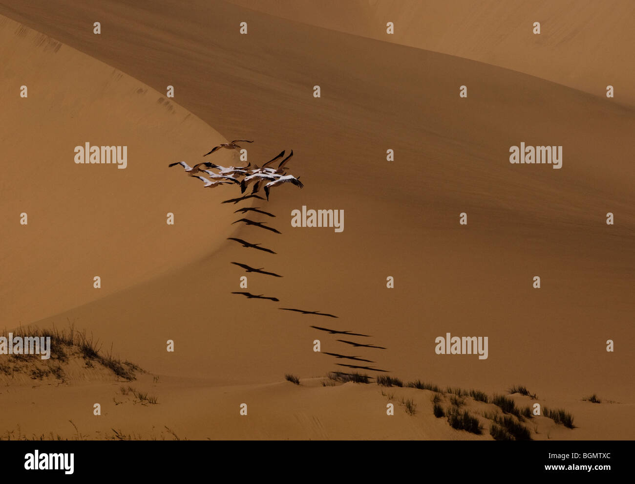 I pellicani che volano sopra le dune, Sandwich Harbour, vicino a Walvis Bay, Namibia. Foto Stock