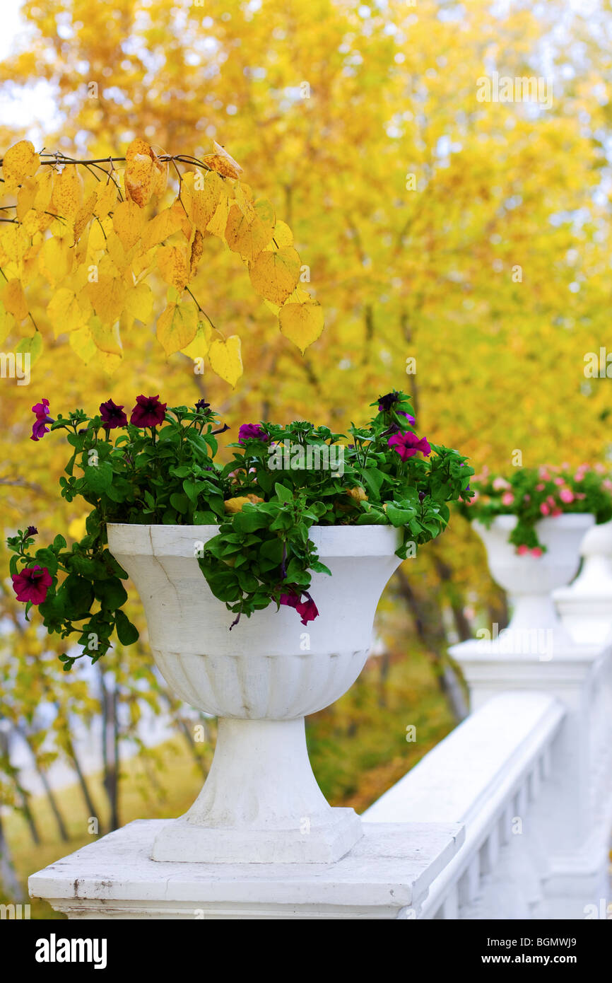 Recinzione con vasi di fiori in autunno park. Foto Stock