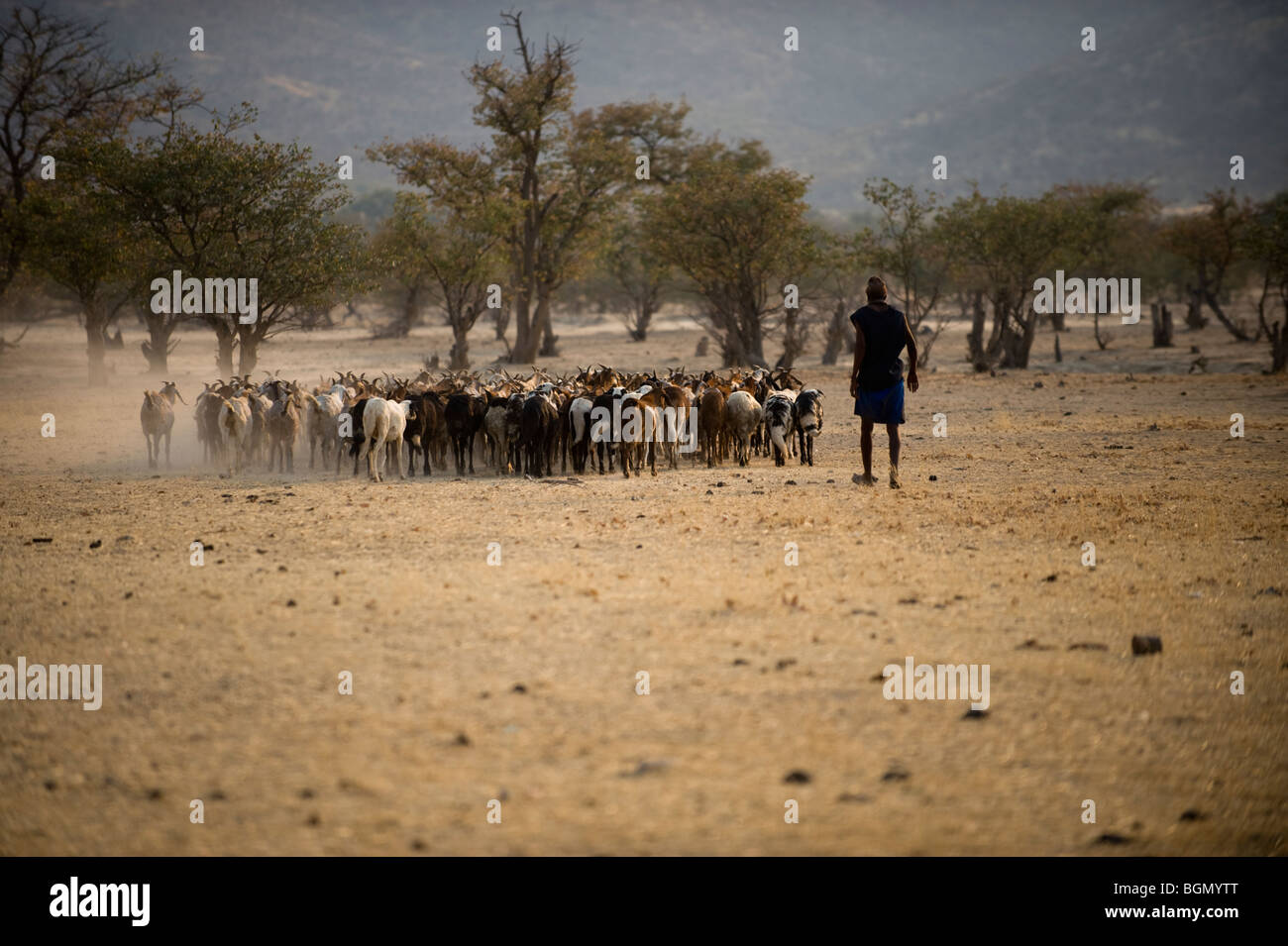 Himba imbrancandosi capre a nord-ovest della Namibia Foto Stock