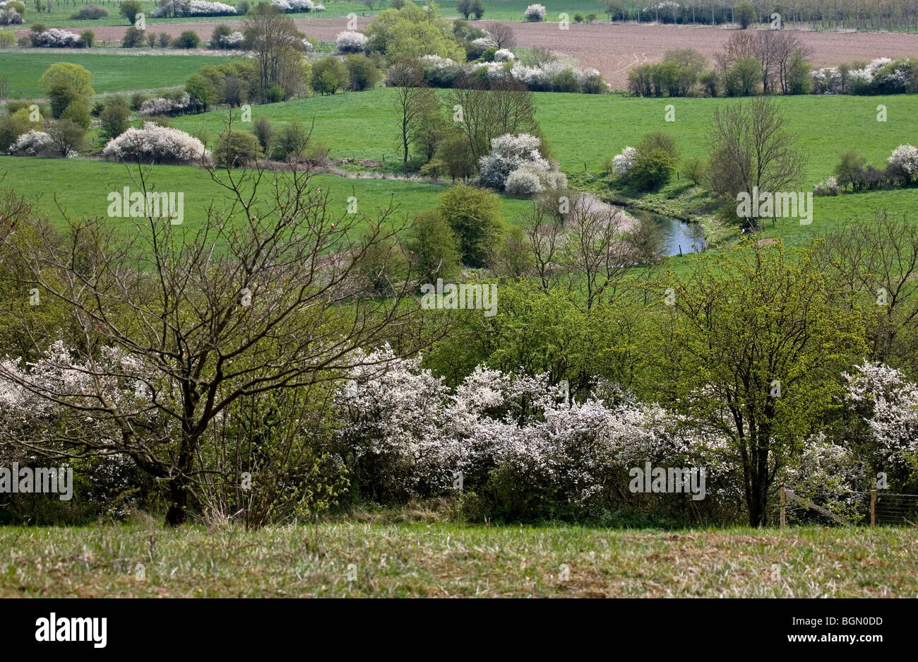 La valle del Viroin in primavera, Ardenne, Belgio Foto Stock